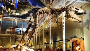 Animal world in the National Museum of Scotland