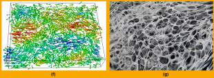 (f) Active turbulence by Julia Yeomans; (g) Instabilities in artistic paintings by Roberto Zenit Representative images of Julia's and Roberto's Keynotes.